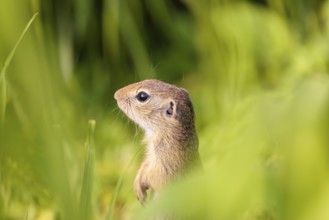 An adult European ground squirrel (Spermophilus citellus) or European souslik stands in a meadow