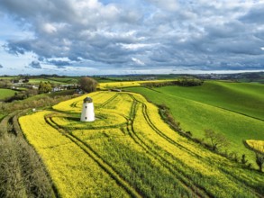 Rapeseed fields and Farms over Devon Windmill from a drone, Torquay, Devon, England, United Kingdom