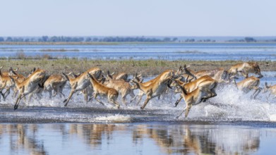 Red Lechwe group, Kobus leche, running for crossing the Chobe river. Wild antelopes in natural