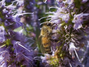 Honey bee (Apis) sitting on scented nettle, aniseed scented nettle, aniseed hyssop, aniseed giant