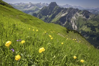 Mountain panorama with troll flowers (Trollius europaeus) from Laufbacher-Eckweg to Höfats, 2259m,