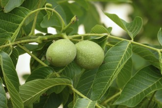 Walnut tree with walnuts, July, Germany