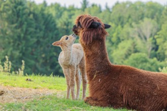 A freshly born white alpaca (Vicugna pacos) stands in front of its brown mother and sniffer on her