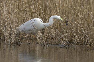 Great white egret (Ardea alba) adult bird in water on the edge of a reedbed with a frog for food in