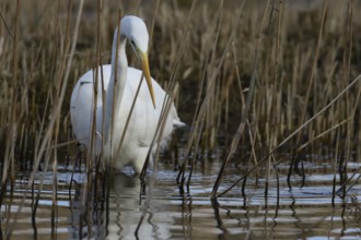 Great white egret (Ardea alba) adult bird in water on the edge of a reedbed, England, United