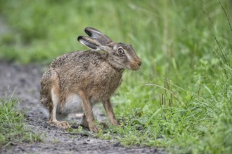 European hare (Lepus europaeus), Emsland, Lower Saxony, Germany
