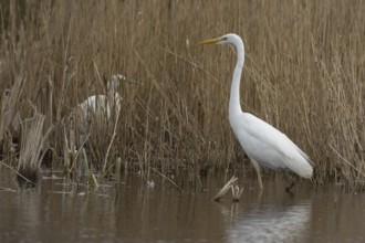 Great white egret (Ardea alba) adult bird in water on the edge of a reedbed, England, United