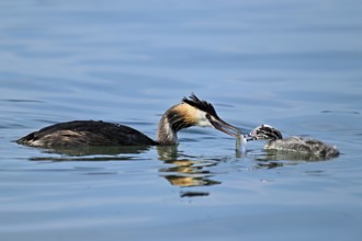 Great crested grebe (Podiceps scalloped ribbonfish) feeding its offspring, Lake Zug, Canton Zug,