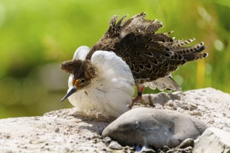 A bird with special feathers stands on a stone in a natural environment, ruff (Calidris pugnax, syn