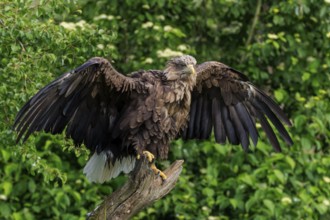 Mighty eagle with outstretched wings on a tree trunk, white-tailed eagle (Haliaeetus albicilla),