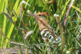 Hoopoe (Upupa epops), France