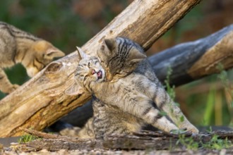 European wildcat (Felis silvestris silvestris) playing on the ground, Hesse, Germany