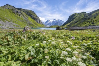 Sea of flowers at a mountain lake with view of mountain peaks, Lac du Louvie with summit Grand
