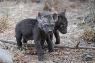 Spotted hyena (Crocuta crocuta), two cubs, Kruger National Park, South Africa