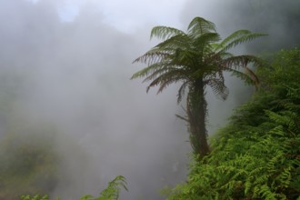 Lone fern tree rises out of misty, steaming forest, Te Manaroa Spring, Hot Spring, Waikite Valley,