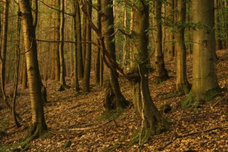 Forest at sunset. Hollmuth, Neckargemünd, Rhine-Neckar district, Baden-Württemberg, Germany