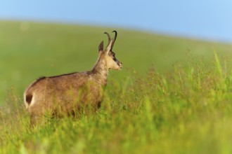 Chamois standing in a green meadow with a view into the distance, chamois, chamois, (Rupicapra