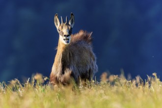 A chamois looks directly into the camera, surrounded by grass and blue sky, chamois, chamois,