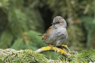A dunnock (Prunella modularis) sitting on a branch covered with lichen against a green background,