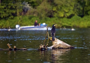 A cormorant sits on a tree stump in the Ruhr and a boat with a human sails in the background,