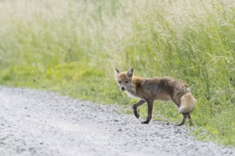 Attentive red fox (Vulpes vulpes), mangy, running along a gravel path. Hesse, Germany