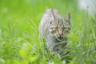 European wildcat (Felis silvestris silvestris) on a meadow, Hesse, Germany