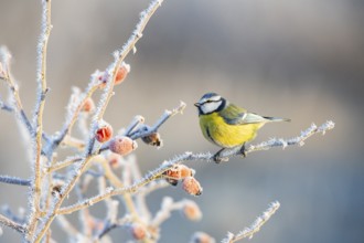 Blue tit (Parus caeruleus) Germany