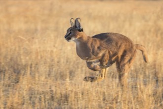 Caracal (Caracal caracal) adult hunting, Castile-La Mancha, Spain