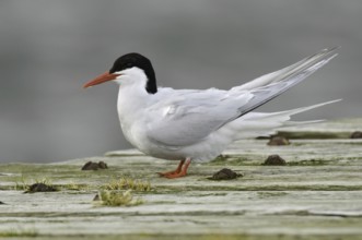 South American Tern (Sterna hirundinacea), Falkland Islands