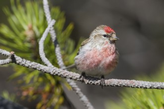 Lesser Redpoll - Alpen-Birkenzeisig - Carduelis cabarett, Slovakia, adult male