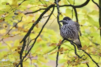Nutcracker - Tannenhäher - Nucifraga caryocatactes ssp. caryocatactes, Germany, adult