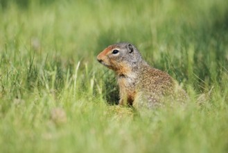 Columbia ground squirrel (Urocitellus columbianus, Spermophilus columbianus), British Columbia,