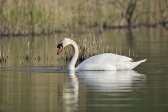 Mute swan (Cygnus olor), North Rhine-Westphalia, Germany