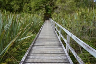 A boardwalk stretches over green, dense vegetation in the forest, summer, Lake Matheson, Fox