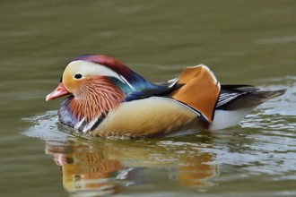 Mandarin duck (Aix galericulata), swimming male, North Rhine-Westphalia, Germany, originally native