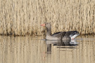Greylag goose (Anser anser), swimming, North Rhine-Westphalia, Germany