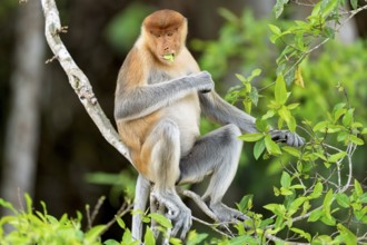 Proboscis monkey (Nasalis larvatus), female, feeding, Kota Kinabatangan, Sabah, Malaysia
