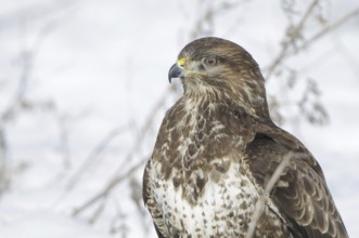 Common Buzzard (Buteo buteo), Mecklenburg-Western Pomerania, Germany