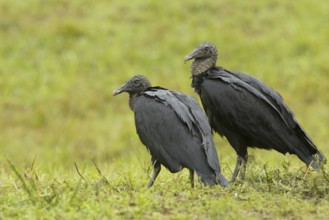 Black Vulture (Coragyps atratus), Florida, USA