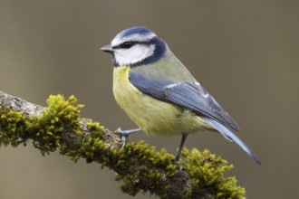 Eurasian Blue Tit (Cyanistes caeruleus), Castile, Spain