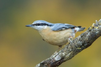 Eurasian Nuthatch (Sitta europaea), perched on a tree, Castilla Leon, Spain