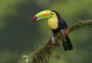Keel-billed Toucan (Ramphastos sulfuratus) - at Laguna Lagarto Lodge near Boca Tapada, Costa Rica