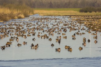 Eurasian Wigeon (Mareca penelope) group, Netherlands