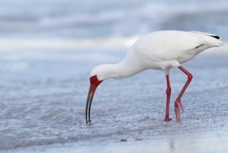 American White Ibis (Eudocimus albus), Florida, USA