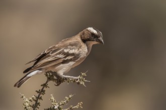 White-browed Sparrow-Weaver (Plocepasser mahali), Northern Cape, South Africa