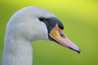 Hoeckerschwan (Cygnus olor), Mute Swan, adultes Weibchen, Portrait, Mai, Oberhausen,