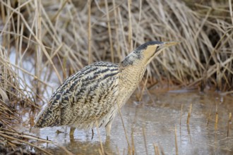 Rohrdommel (Botaurus stellaris), Bittern, Altvogel im Winter, bei der Jagd im flachen Wasser,