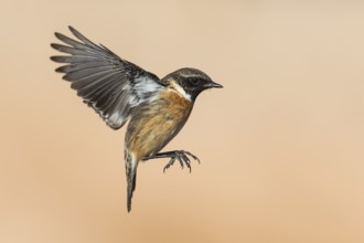 European Stonechat (Saxicola rubicola) male flying, Eilat, Israel