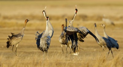 Common Crane (Grus grus), Gallocanta Lake, Spain