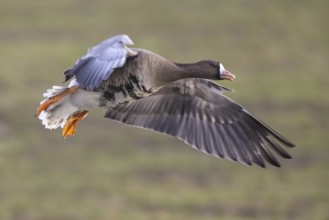 Greater White-fronted Goose (Anser albifrons) flying, North Rhine-Westphalia, Germany